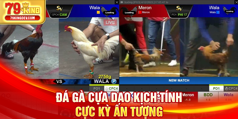 Đá Gà Thomo – Cuộc Đối Đầu Huyền Thoại Khuấy Đảo 79King Đá gà cựa dao kịch tính cực kỳ ấn tượng