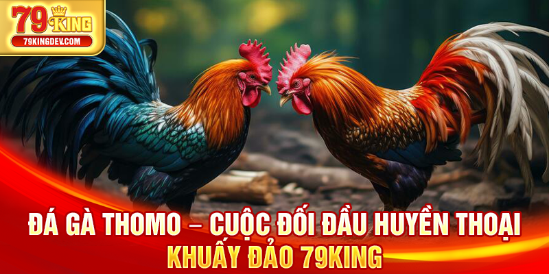 Đá Gà Thomo – Cuộc Đối Đầu Huyền Thoại Khuấy Đảo 79King Đá Gà Thomo