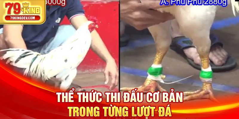 Đá Gà Thomo – Cuộc Đối Đầu Huyền Thoại Khuấy Đảo 79King Thể thức thi đấu cơ bản trong từng lượt đá