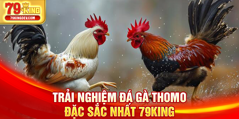 Đá Gà Thomo – Cuộc Đối Đầu Huyền Thoại Khuấy Đảo 79King Trải nghiệm đá gà Thomo đặc sắc nhất 79King